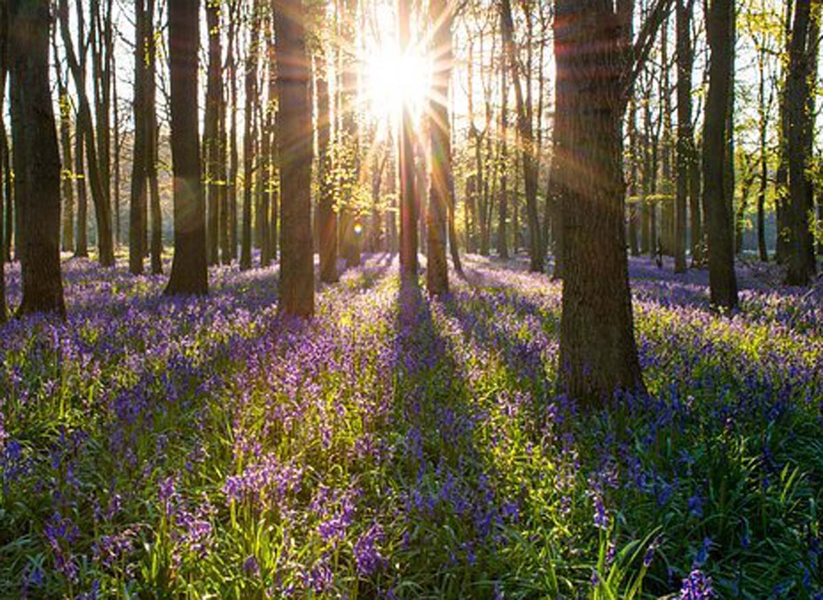 Annual walk is chance to experience glory of spring - Paul Strickland ...